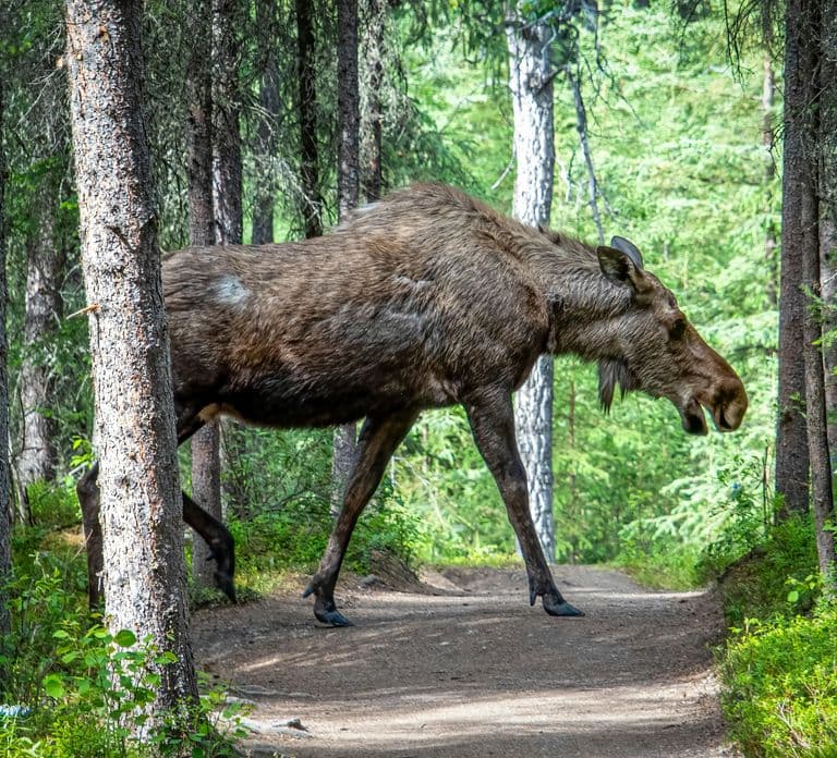 Moose safari with campfire dinner from Helsinki