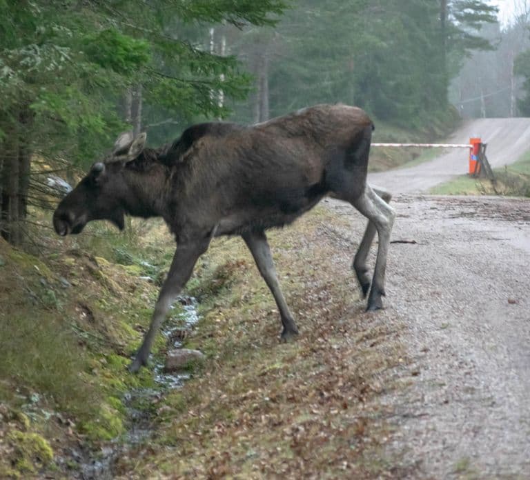Moose safari with campfire dinner from Helsinki