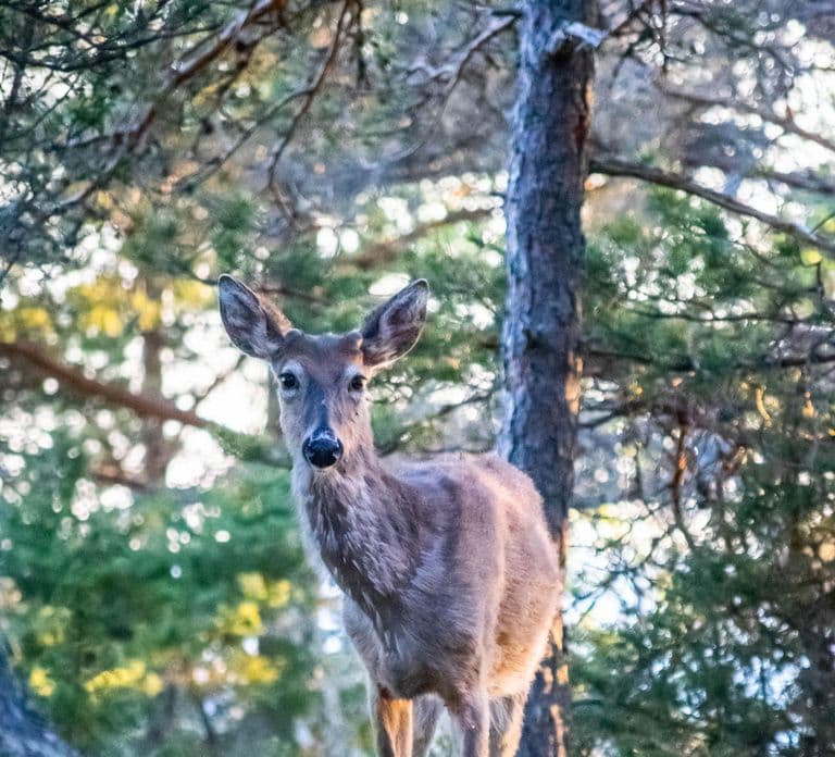 Moose safari with campfire dinner from Helsinki