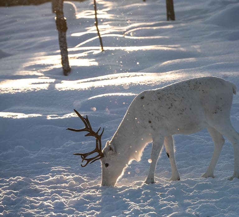Muotkatunturi Nature Reserve: Schneeschuhwanderung oder arktisches Skierlebnis