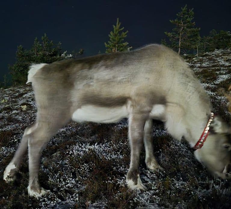 Escursione con le ciaspole sotto l'Aurora Boreale a Levi con guida lettone