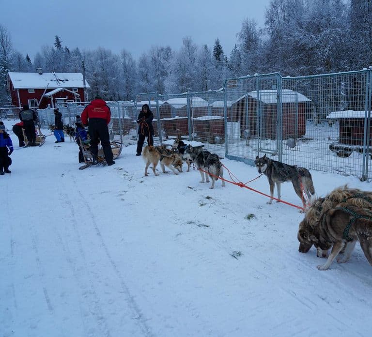 Nulkki Husky Adventure