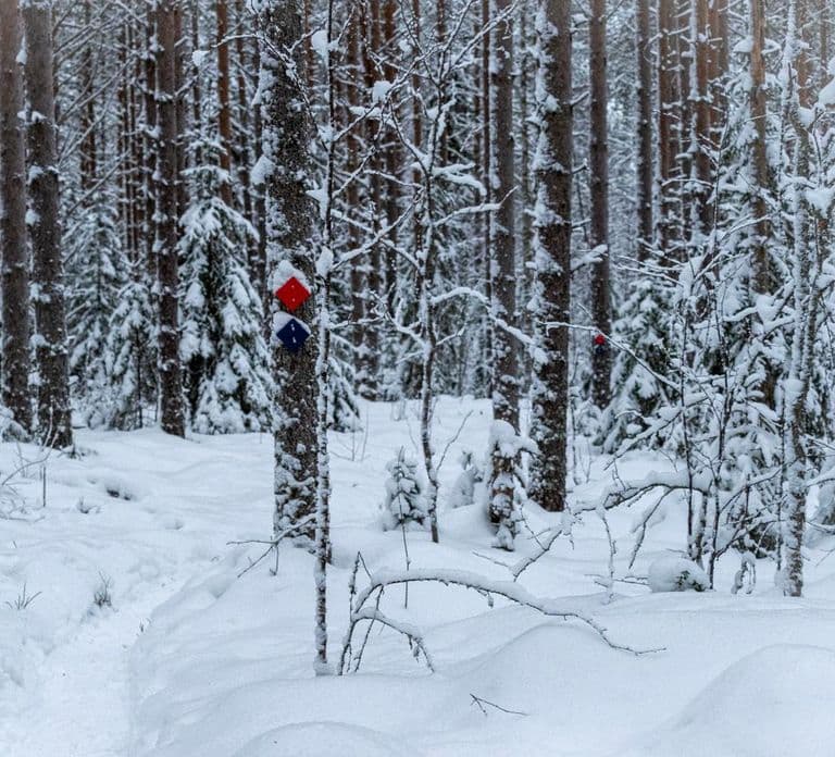 Oulu: Guided Winter Day Trip to Sanginjoki Nature Reserve