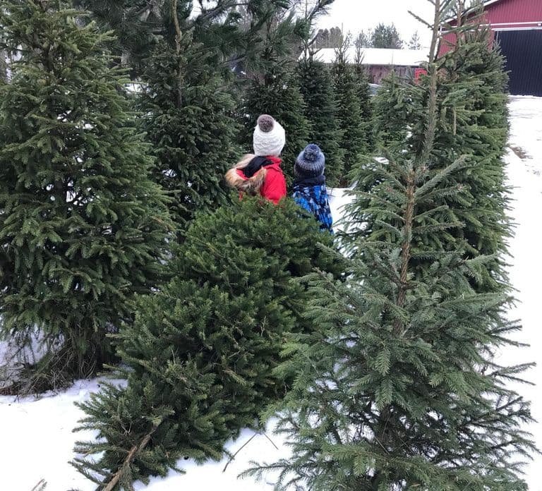 Oulu: Reindeers & Christmas Trees