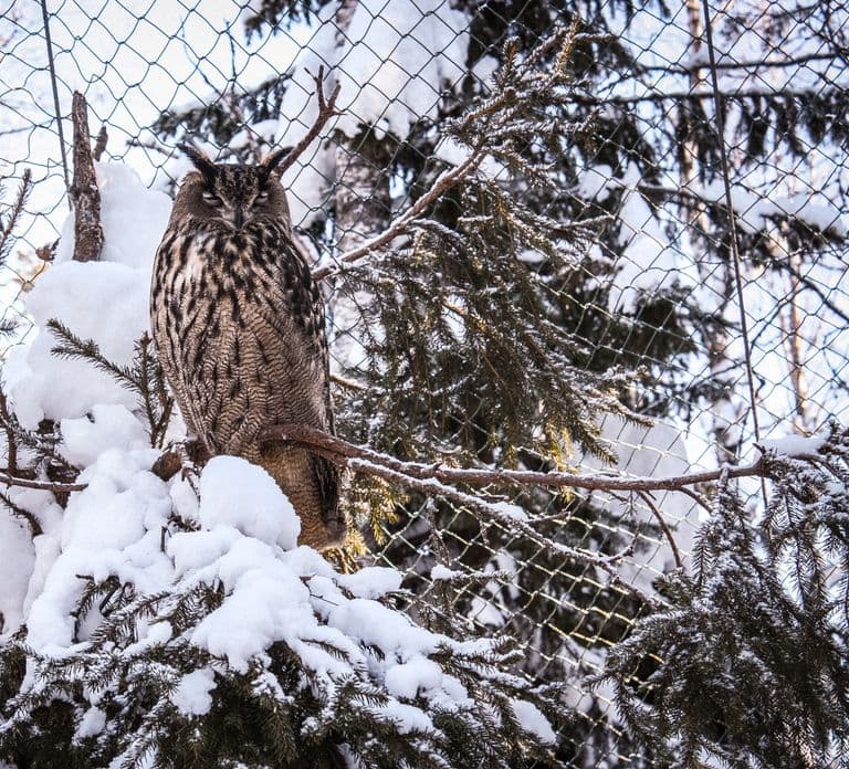 Excursão Guiada ao Ranua Wildlife Park saindo de Rovaniemi, com almoço