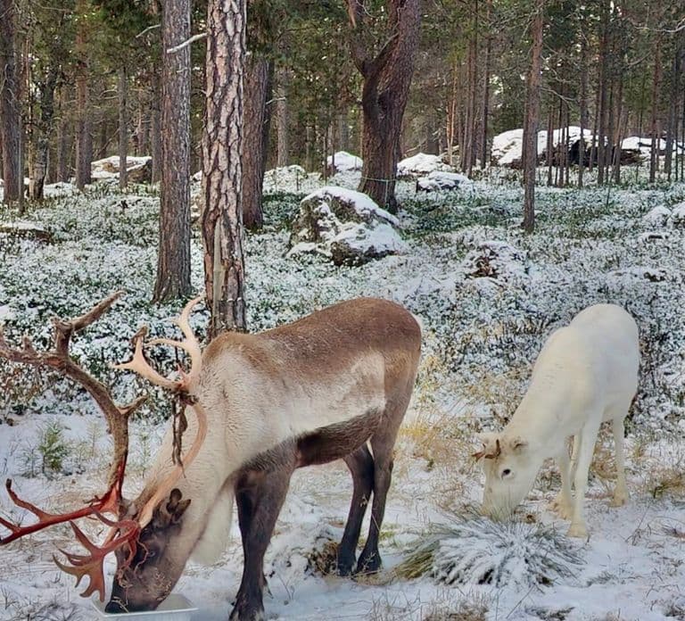 Reindeer feeding in Inari