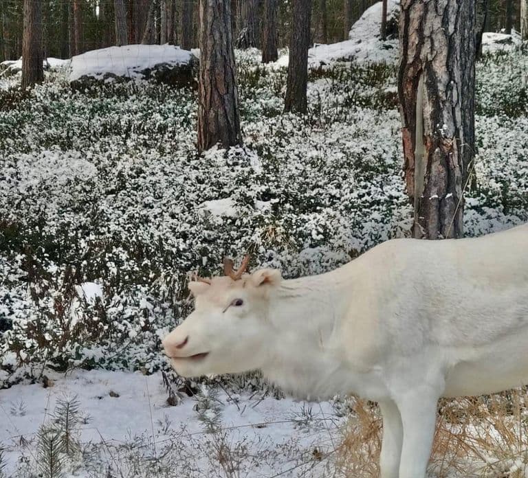 Reindeer feeding in Inari