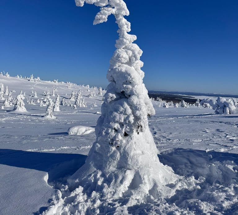 Riisitunturi National Park Full-Day Tour from Rovaniemi