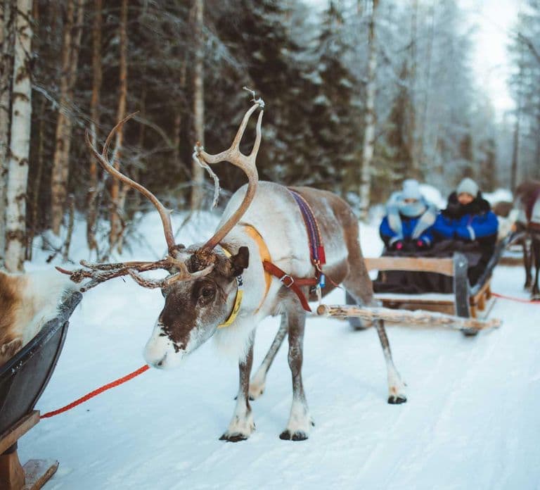 Rovaniemi: Apukka Rentier-Ausflug