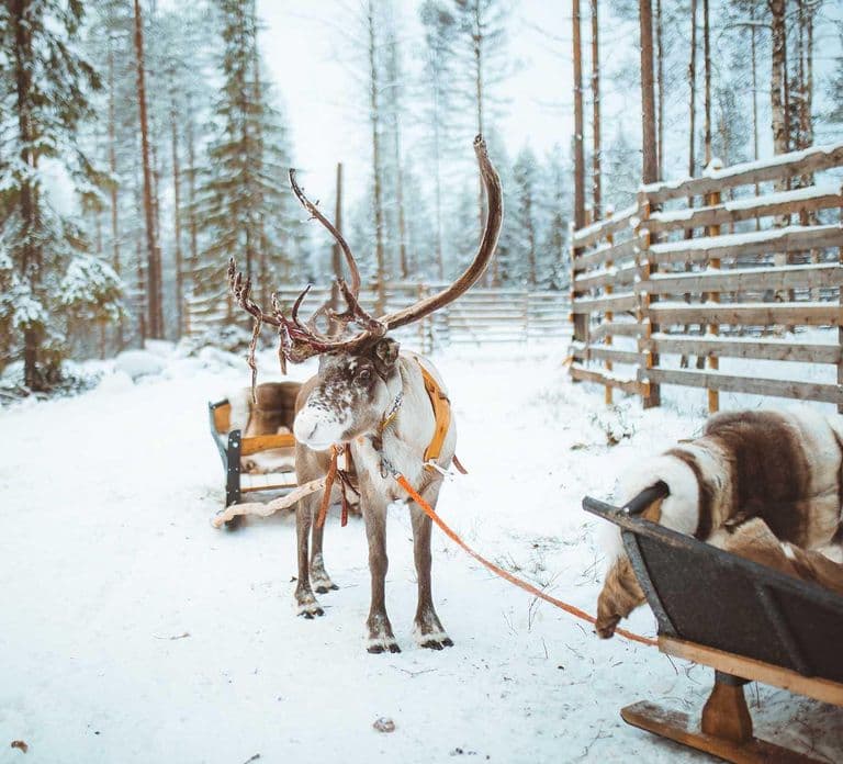 Rovaniemi: Apukka Rentier-Ausflug