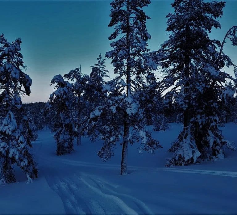 Rovaniemi: Tour de caza de auroras en el bosque con bebidas calientes