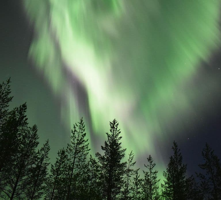Rovaniemi: Safari con Husky dell'Aurora attraverso la foresta