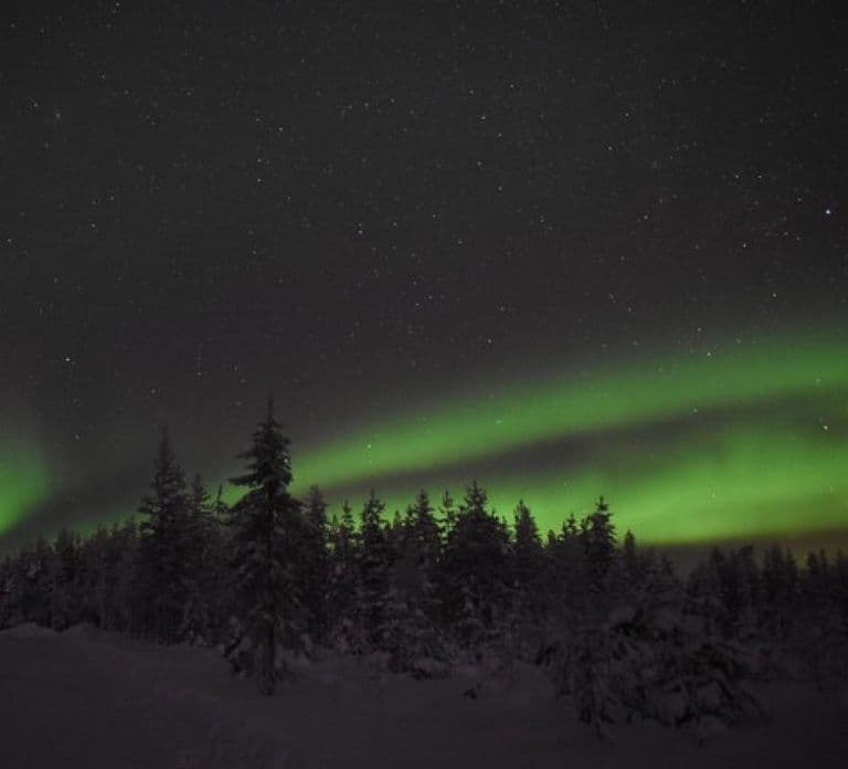 Rovaniemi: Safari con Husky dell'Aurora attraverso la foresta
