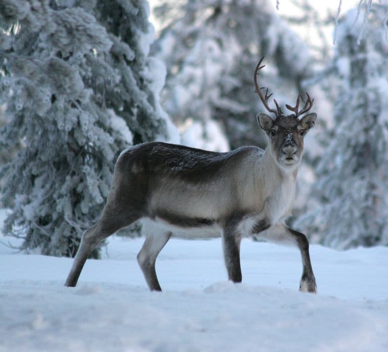 Rovaniemi: Autentyczna wizyta na farmie reniferów i przejażdżka saniami