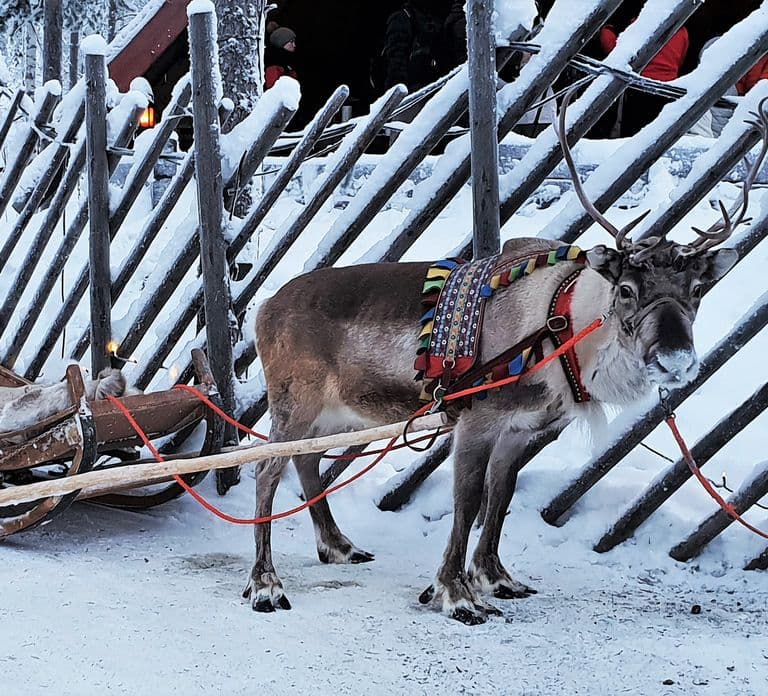 Rovaniemi: Autentyczna wizyta na farmie reniferów i przejażdżka saniami