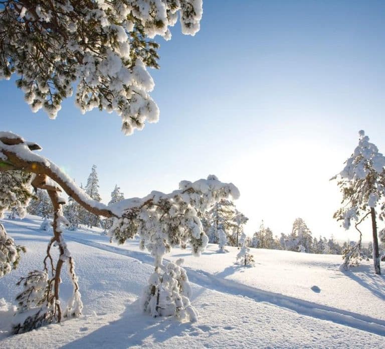 Rovaniemi: Avventura di sci di fondo con guida