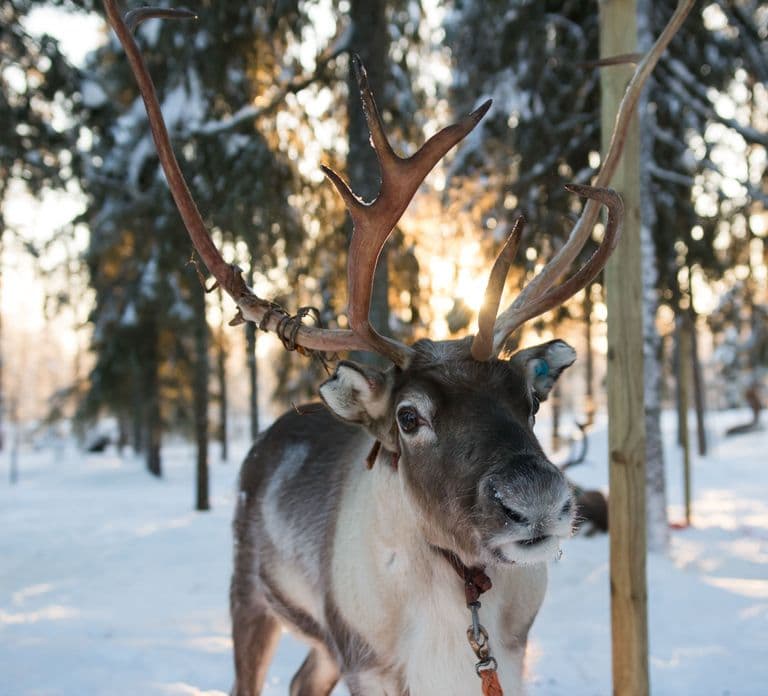 Rovaniemi: Rendiersleetocht overdag - 1,5 km