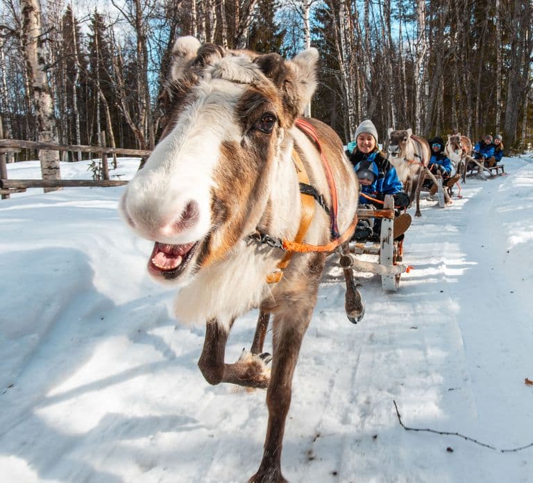 Rovaniemi: Rendiersleetocht overdag - 1,5 km