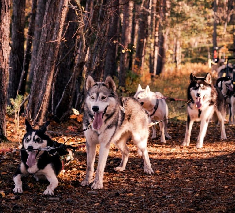 Rovaniemi: Drive Your Own Husky Team (Autumn) & BBQ