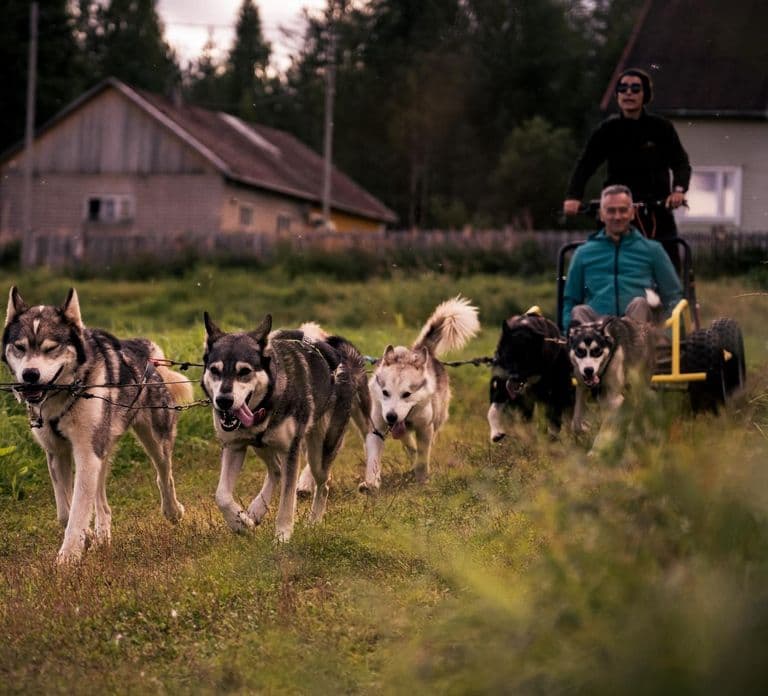 Rovaniemi: Drive Your Own Husky Team (Autumn) & BBQ