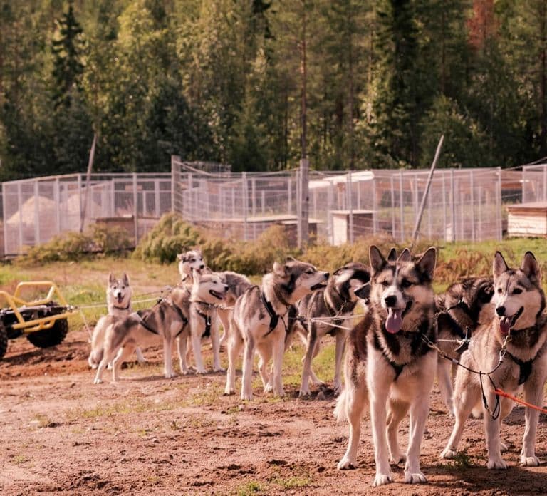 Rovaniemi: Drive Your Own Husky Team (Autumn) & BBQ