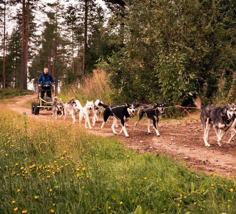 Rovaniemi: Drive Your Own Husky Team (Autumn) & BBQ