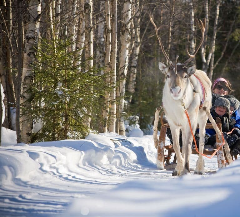 Rovaniemi: Evening Reindeer Safari