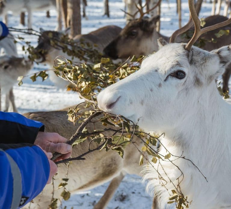 Rovaniemi: Safari serale con le renne
