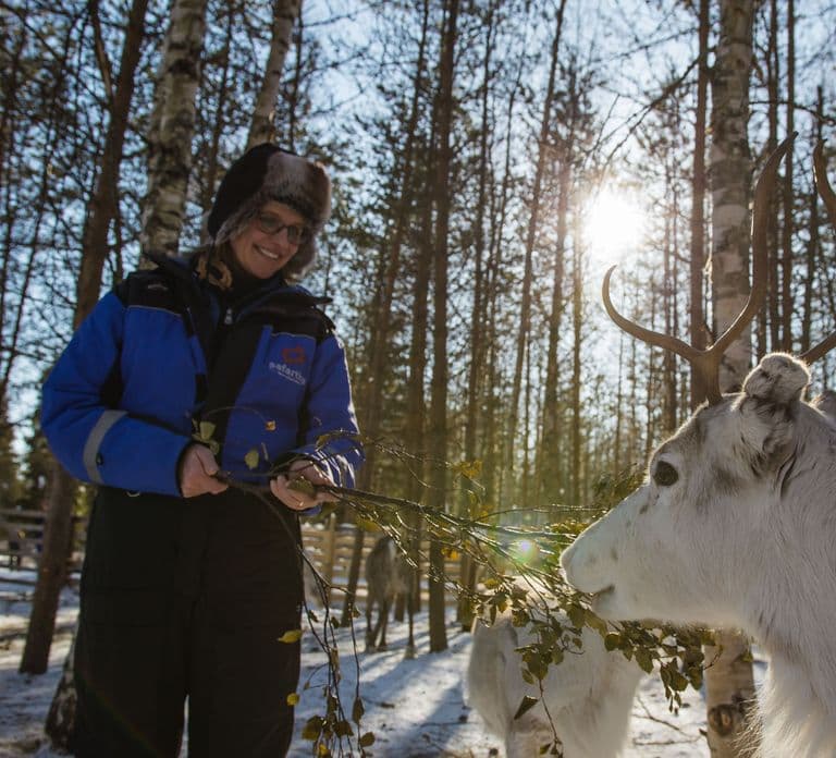 Rovaniemi: Safari serale con le renne