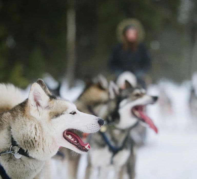 Rovaniemi: Familienfreundliche Husky-Schlittenfahrt und Farmbesuch
