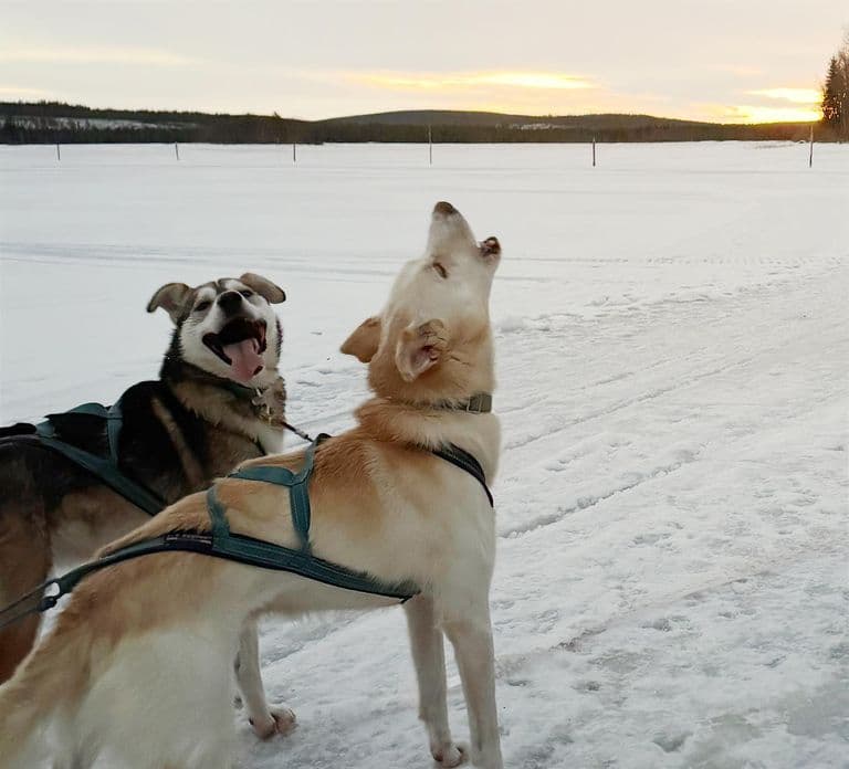 Rovaniemi: Insider 5km Husky-sledtocht