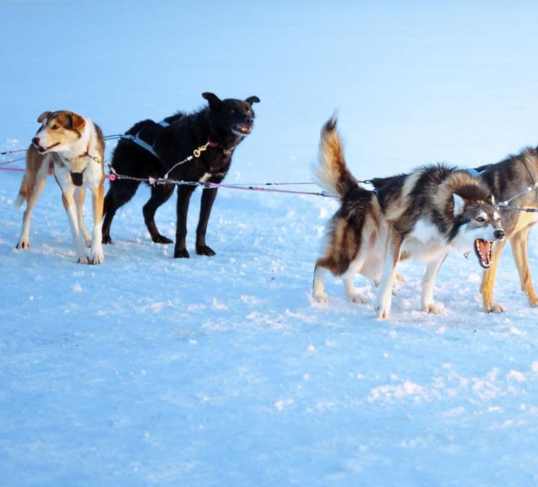 Rovaniemi: Insider 5km Husky-sledtocht