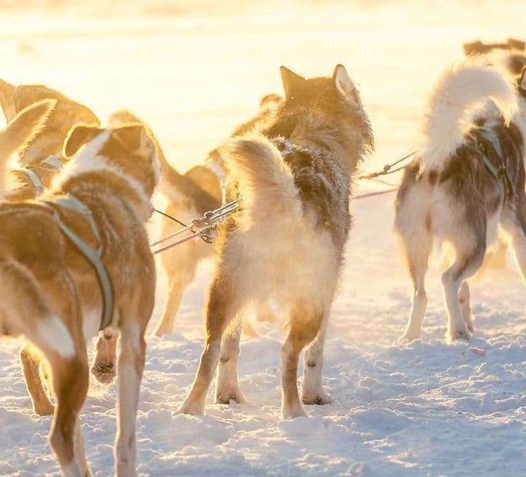 Rovaniemi: Insider 5km Husky Sledding Tour