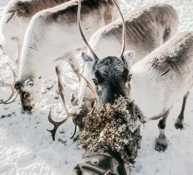 Rovaniemi: Meet Santa's Favorite Reindeer