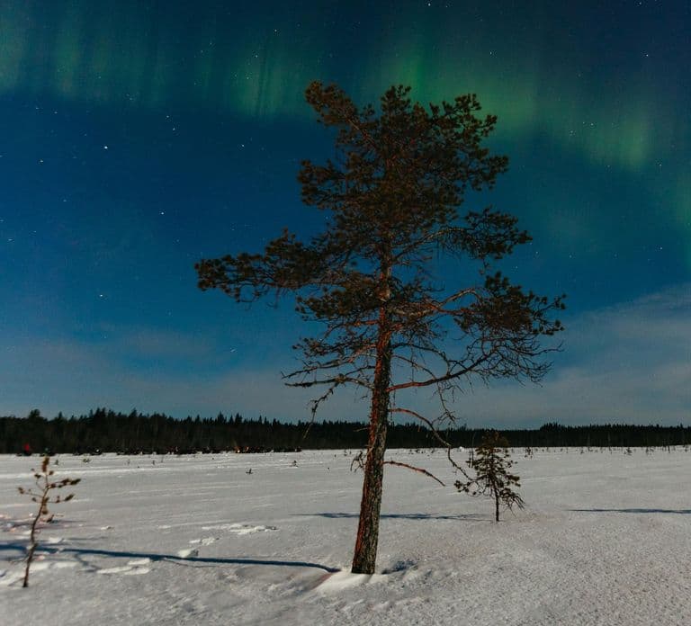 Rovaniemi: Northern Lights Snowmobile Sledge Ride