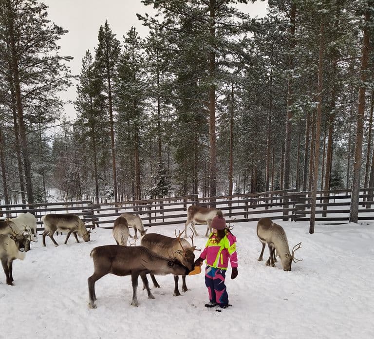 Rovaniemi : Visite privée d'une ferme de rennes et expérience culturelle