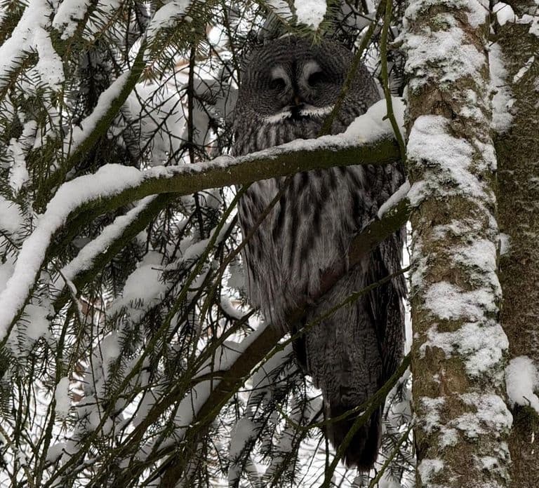 Rovaniemi: Ticket für den Ranua Wildlife Park inklusive Transport