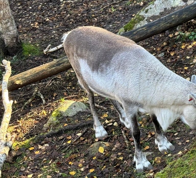 Rovaniemi: Ticket für den Ranua Wildlife Park inklusive Transport