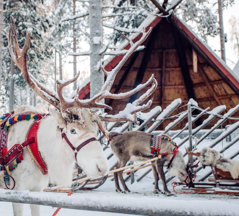Rovaniemi: Passeio de Rena e Husky com Santa Claus Village