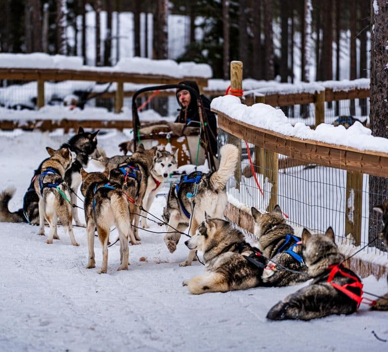 Rovaniemi: Passeio de Rena e Husky com Santa Claus Village