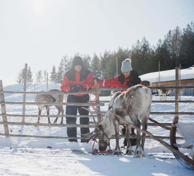 Rovaniemi: Esperienza con le renne e giro in slitta