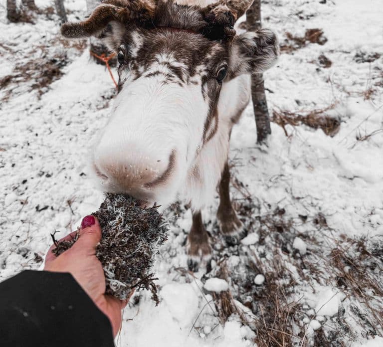 Rovaniemi: Reindeer Experience with Sleigh Ride