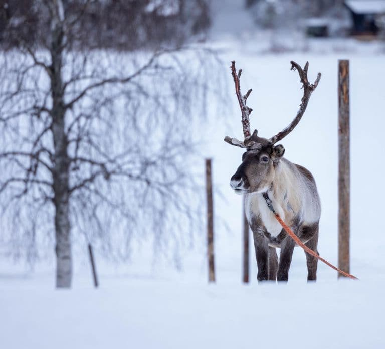 Rovaniemi: Esperienza con le renne e giro in slitta