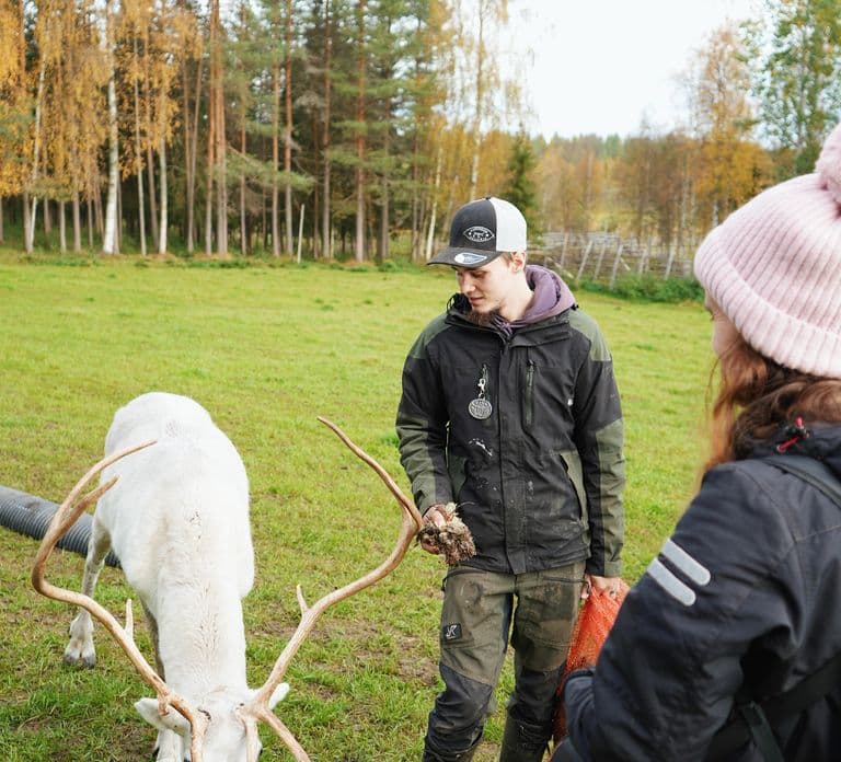 Rovaniemi: Reindeer Farm Tour with Sledge Ride & Pickup