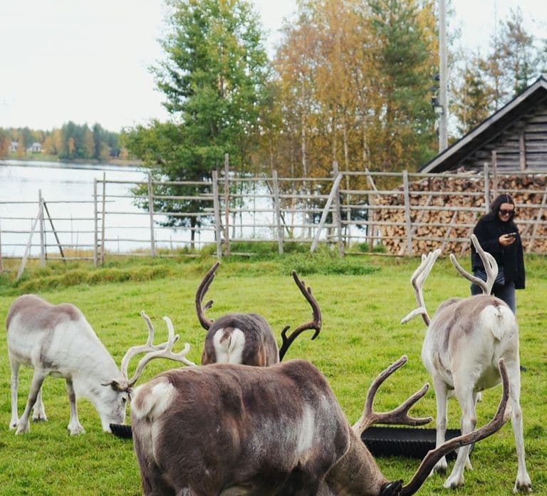 Rovaniemi: Wycieczka na farmę reniferów z przejażdżką saniami i odbiorem