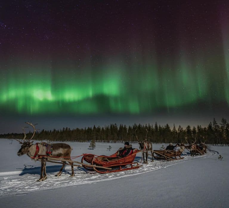 Rovaniemi: Reindeer Safari and Northern Lights Tour
