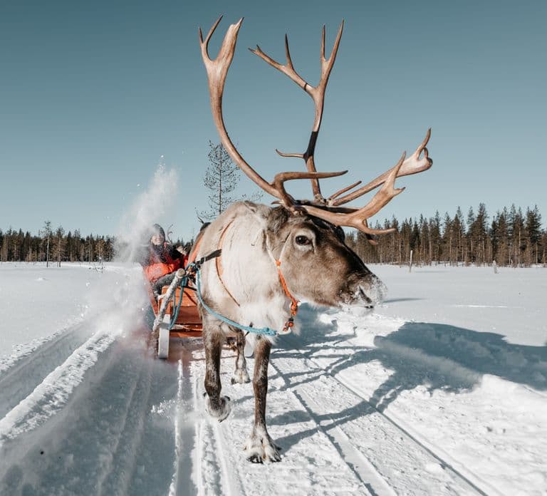 Rovaniemi: Przejażdżka saniami z reniferami, gorący napój i ciasteczka