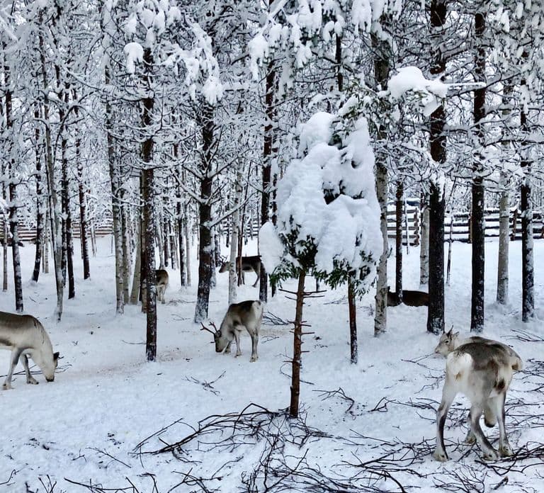 Rovaniemi: Przejażdżka saniami z reniferami, gorący napój i ciasteczka