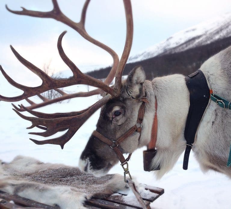 Rovaniemi: Przejażdżka saniami z reniferami, gorący napój i ciasteczka