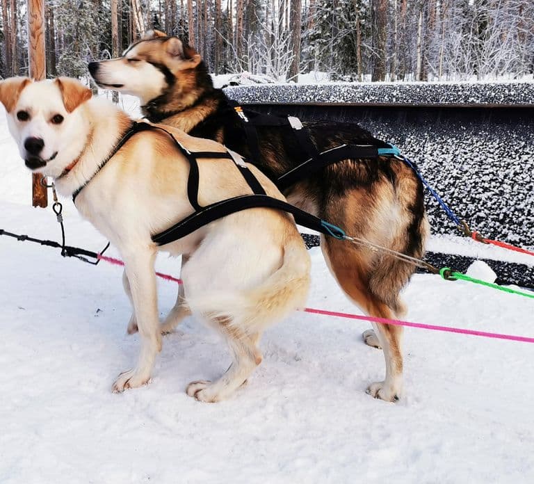 Rovaniemi: Santa's Reindeer and Husky Safari with Aurora BBQ